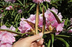 Rhododendron makinoi