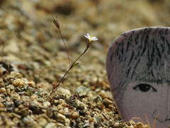 Leptosiphon pygmaeus continentalis