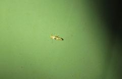 Hieromantis ephodophora