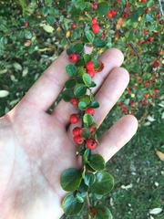 Cotoneaster hjelmqvistii