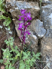 Orchis anatolica