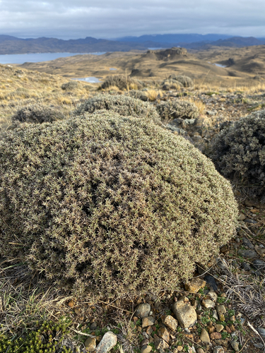 Anarthrophyllum desideratum