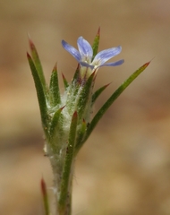 Eriastrum tracyi