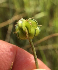 Ranunculus canus canus