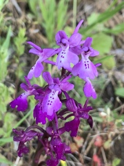 Orchis anatolica