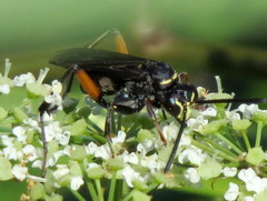 Ceropales bipunctata