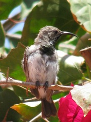 Cinnyris fuscus fuscus