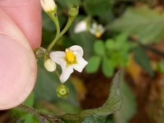 Solanum nigrum image