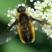 Tawny-tailed Bee Fly - Photo (c) Stuart Tingley, some rights reserved (CC BY-NC), uploaded by Stuart Tingley