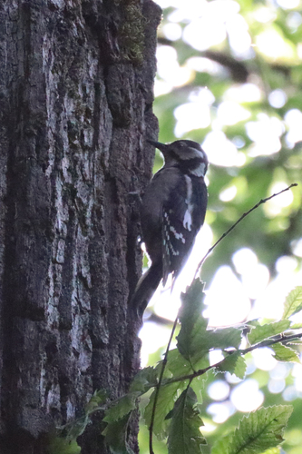 Great Spotted Woodpecker
