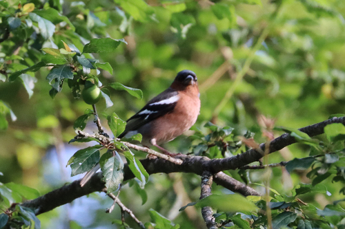 Common Chaffinch