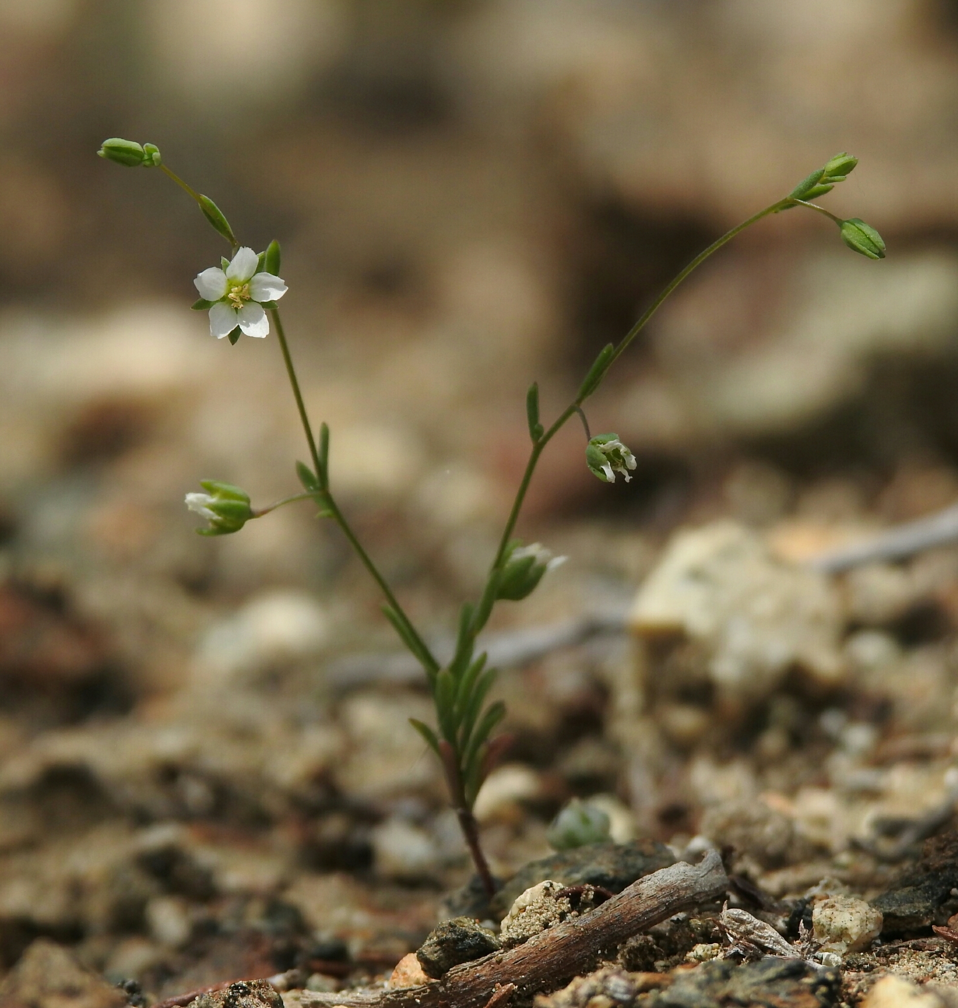 Hesperolinon micranthum