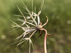Microseris douglasii douglasii