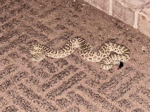 Prairie Rattlesnake