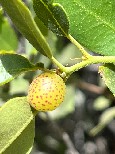 iNaturalist observation photo of Heteroecus
