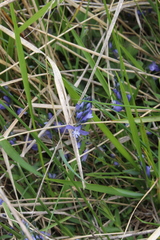 Polygala vulgaris