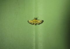 Metasia polytima
