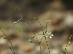 Hesperolinon micranthum