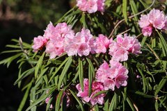 Rhododendron makinoi
