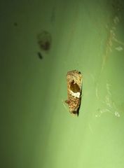 Ophiorrhabda phaeosigma