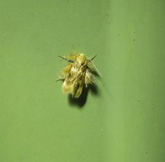 Zatrichodes horrifica