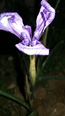 Irideae