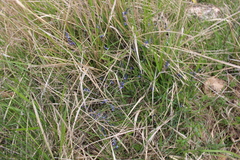 Polygala vulgaris
