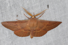 Monoctenia falernaria