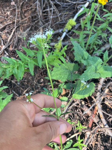 Valeriana californica, photograph 4