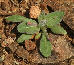 Camissoniopsis ignota