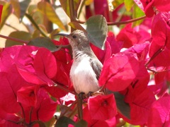 Cinnyris fuscus fuscus
