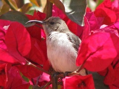 Cinnyris fuscus fuscus