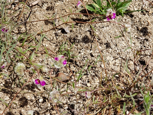 Montiopsis trifida (Montiopsis trifida)