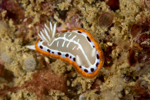 Goniobranchus setoensis