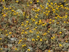 Lessingia tenuis