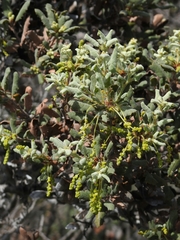 Quercus durata durata