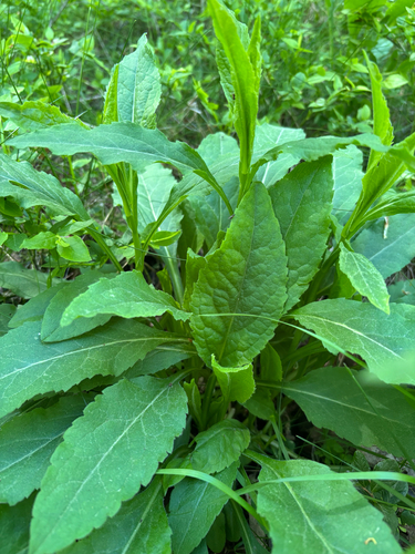 European goldenrod