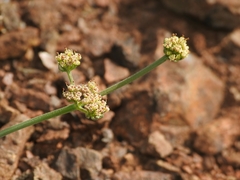 Lomatium observatorium