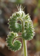Phacelia imbricata imbricata