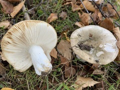 Russula grisea