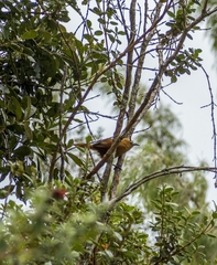 Cinnycerthia olivascens