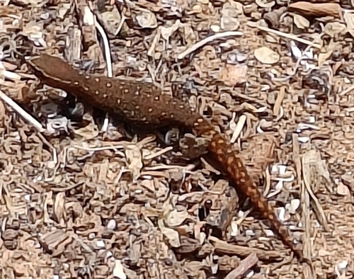 Brosset's Lizard-fingered Gecko