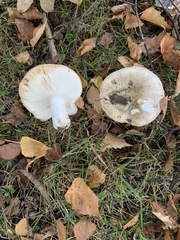 Russula grisea