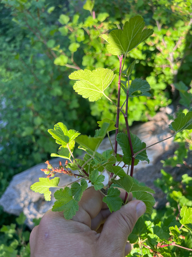 Ribes nevadense, photograph 6