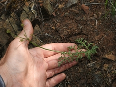 Lomatium observatorium