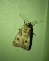 Agrotis interjectionis