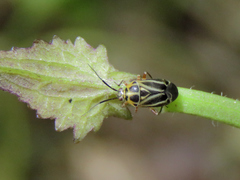 Eolygus vittatus