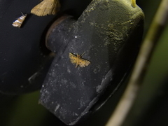 Metasia polytima