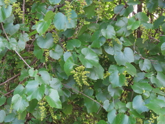 Vitis berlandieri