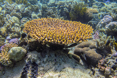 Acropora millepora